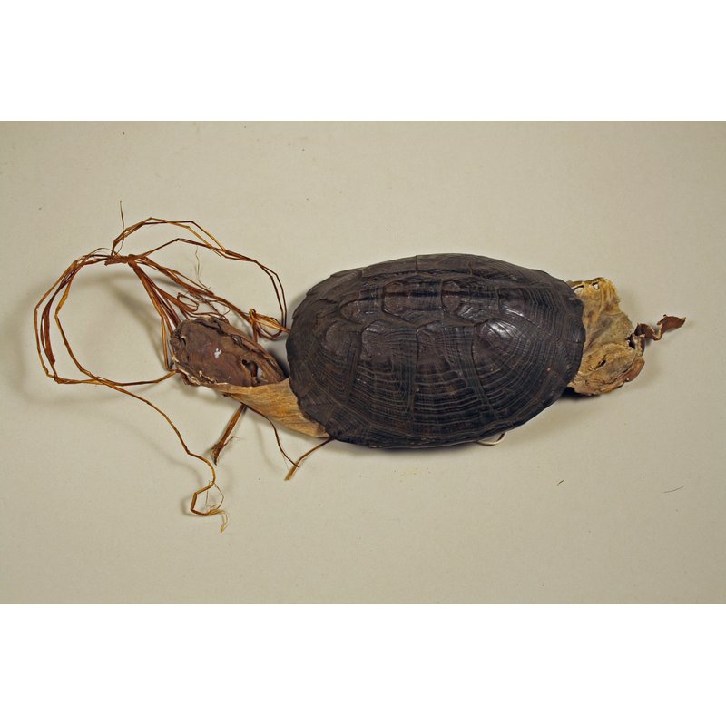 Tortoise Shell Charm